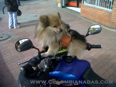 Perro
