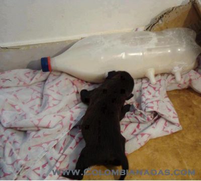 tetero para el perrito
