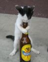 gatoAguila.jpg