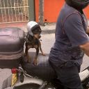 perroMoto.jpg