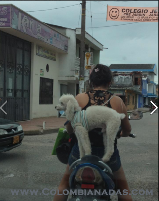 Perro Motociclista
Este perro esta capando circo y le hace falta el casco, jejejejejeje.

